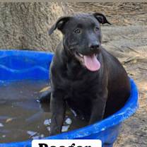 Thumbnail photo of The 8 is enough litter #4