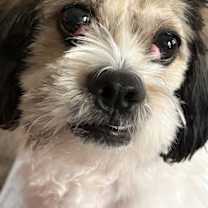 Thumbnail photo of Groucho #1