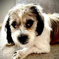 Thumbnail photo of Groucho #2