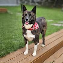 adopt-pet