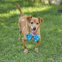 adopt-pet
