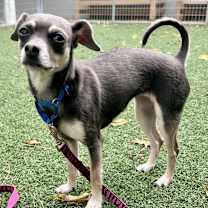 Thumbnail photo of Coco #2