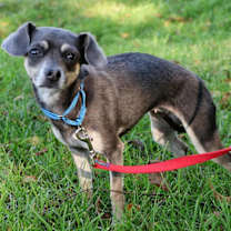 Thumbnail photo of Coco #3