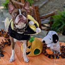 Thumbnail photo of Boots #1