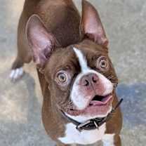 Thumbnail photo of Boots #3