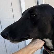 Thumbnail photo of Cy #1