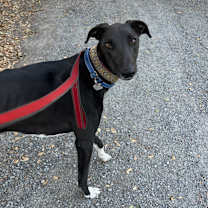 Thumbnail photo of Cy #2