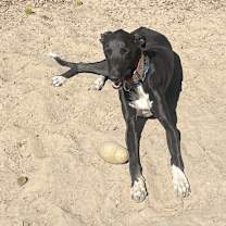 Thumbnail photo of Cy #3