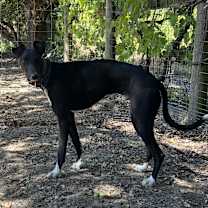 Thumbnail photo of Cy #4