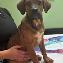 Thumbnail photo of Java $395 #2