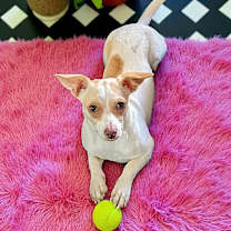 adopt-pet