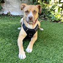 Thumbnail photo of KASHA #3