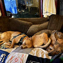 Thumbnail photo of KASHA #4