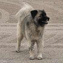 Thumbnail photo of Amadeus #1