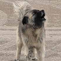 Thumbnail photo of Amadeus #2