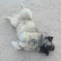 Thumbnail photo of Amadeus #3