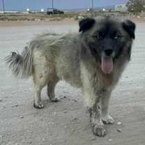 Thumbnail photo of Amadeus #4