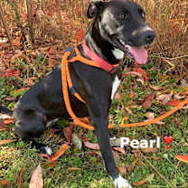 Thumbnail photo of Pearl #3