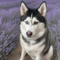 Thumbnail photo of Neptune #3