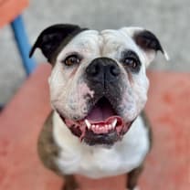 Thumbnail photo of Sassy #1