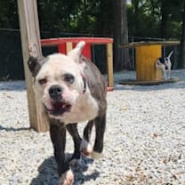 Thumbnail photo of Sassy #3