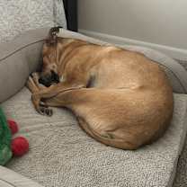 Thumbnail photo of Oliver #3