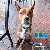 Thumbnail photo of Hermes (Courtesy Post ) #1