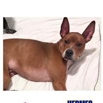 Thumbnail photo of Hermes (Courtesy Post ) #2