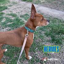 Thumbnail photo of Hermes (Courtesy Post ) #3