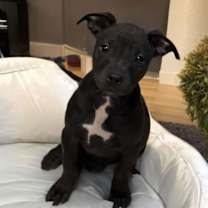 adopt-pet