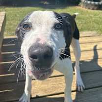 Thumbnail photo of Benson Boone #4