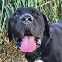 Thumbnail photo of Dudley-Special Needs - Adopt Me! #1