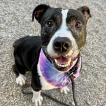 adopt-pet