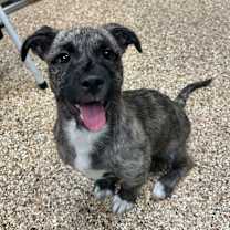 adopt-pet