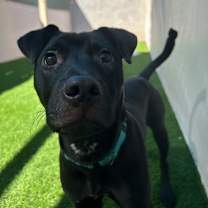 adopt-pet