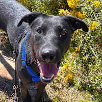 Thumbnail photo of Jag #1