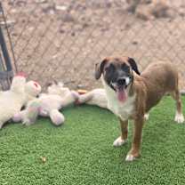 adopt-pet