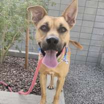 adopt-pet