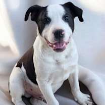 Thumbnail photo of Bull Lee Tucker #1