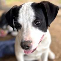 Thumbnail photo of Bull Lee Tucker #2