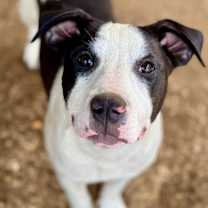 Thumbnail photo of Bull Lee Tucker #3