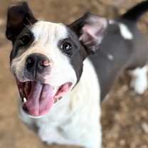 Thumbnail photo of Bull Lee Tucker #4