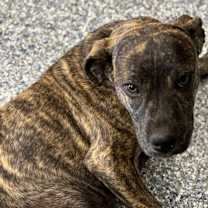 Thumbnail photo of Mila #2