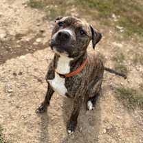 Thumbnail photo of Brody #1