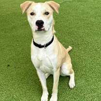 Thumbnail photo of Miller - PAWS #1