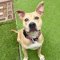 Thumbnail photo of Honey #1