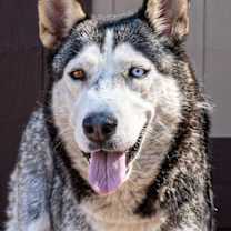 Thumbnail photo of Kiera- Foster or Adopt Me! #1