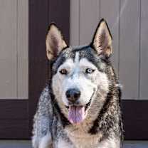 Thumbnail photo of Kiera- Foster or Adopt Me! #4