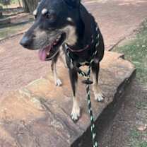 Thumbnail photo of Capri FOSTER #3