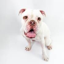 adopt-pet